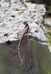Callisaurus draconoides ventralis