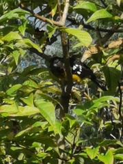 Pheucticus aureoventris uropygialis