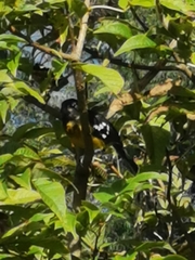 Pheucticus aureoventris uropygialis