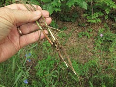 Commelina erecta deamiana