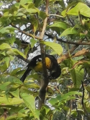 Pheucticus aureoventris uropygialis