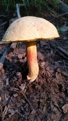 Caloboletus inedulis