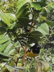 Pheucticus aureoventris uropygialis