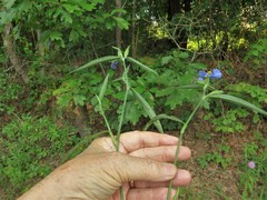 Commelina erecta deamiana