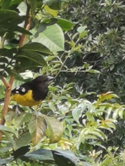 Pheucticus aureoventris uropygialis