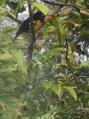 Pheucticus aureoventris uropygialis