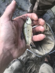 Erimyzon claviformis