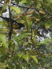 Pheucticus aureoventris uropygialis
