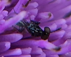 Macroglenes