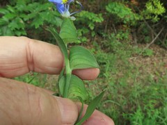 Commelina erecta deamiana