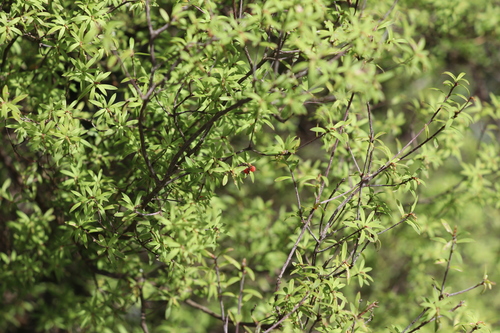 Cyathodes fasciculata
