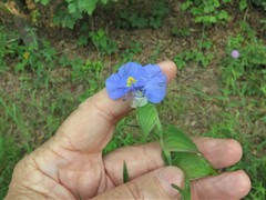 Commelina erecta deamiana