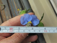 Commelina erecta deamiana