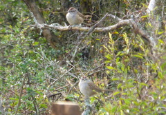 Rhynchospiza strigiceps