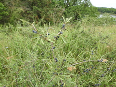 Rhamnus erythroxyloides
