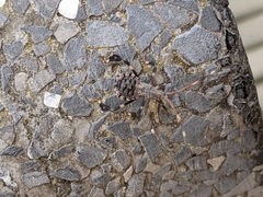 Acanthocephalini