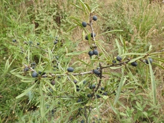 Rhamnus erythroxyloides