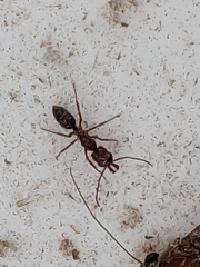 Odontomachus clarus