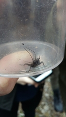 Melanogryllus desertus