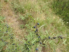 Rhamnus erythroxyloides