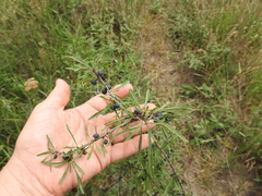 Rhamnus erythroxyloides