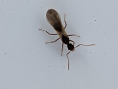 Cyphomyrmex wheeleri