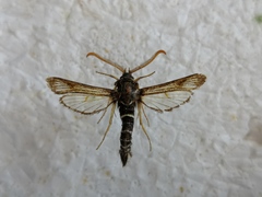 Paranthrene insolita