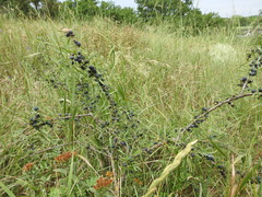 Rhamnus erythroxyloides