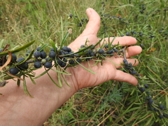 Rhamnus erythroxyloides