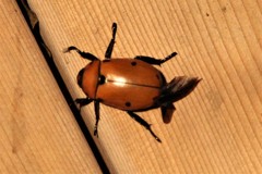Pelidnota punctata