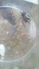 Melanogryllus desertus