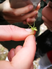 Micrommata