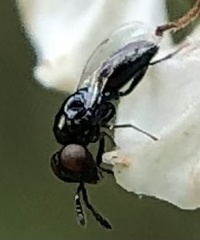 Macroglenes