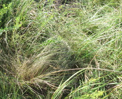 Stipa tirsa