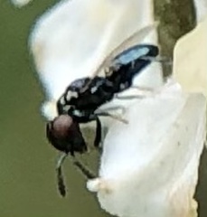 Macroglenes