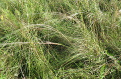 Stipa tirsa