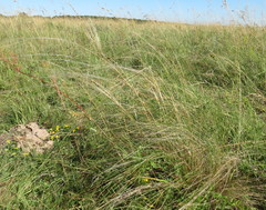 Stipa tirsa