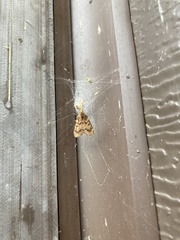 Aglossa disciferalis