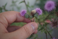 Acker-Kratzdistel (Cirsium arvense): Herkunft und Verwendung — Foto 2