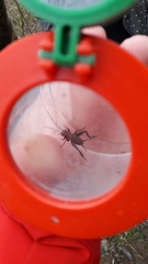 Melanogryllus desertus