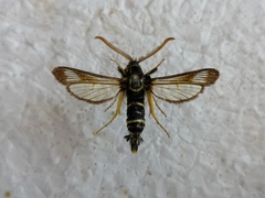 Paranthrene insolita