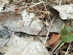 Micrommata