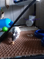 Rattus norvegicus domestica