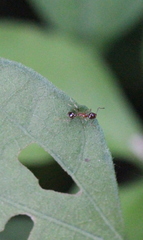Pheidole megacephala