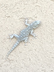Ptyodactylus puiseuxi