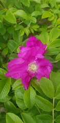 Rosa rugosa