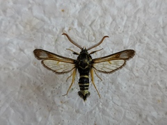 Paranthrene insolita