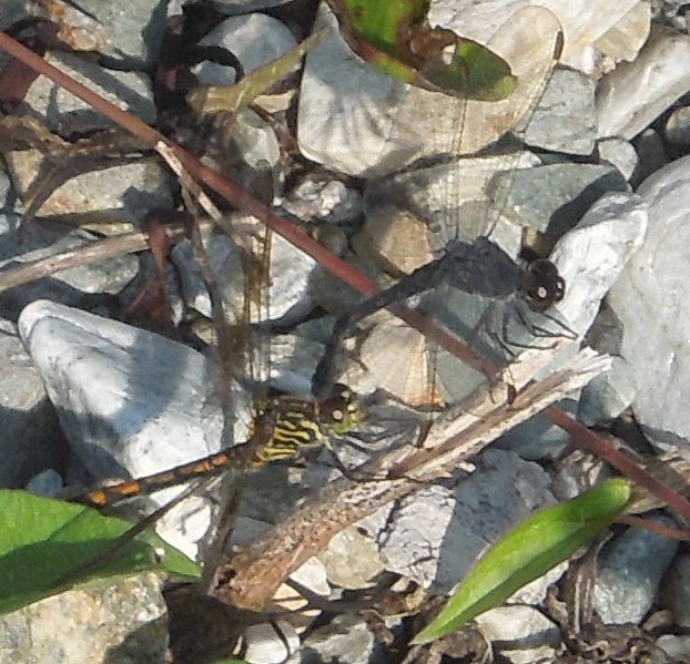 Seaside Dragonlet
