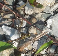 Seaside Dragonlet