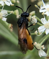 Arge melanochra